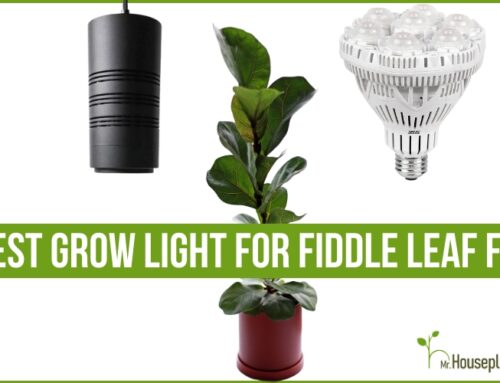 Best Grow Light For Fiddle Leaf Fig (TOP 3 in 2023)