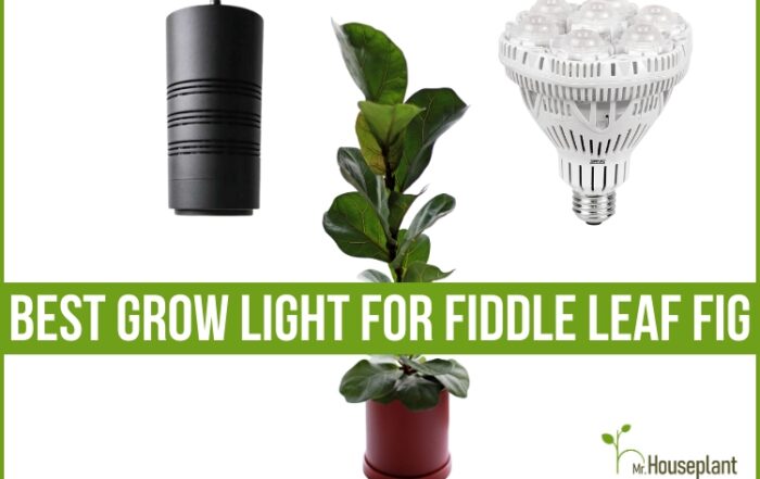 featured-grow light for fiddle leaf fig