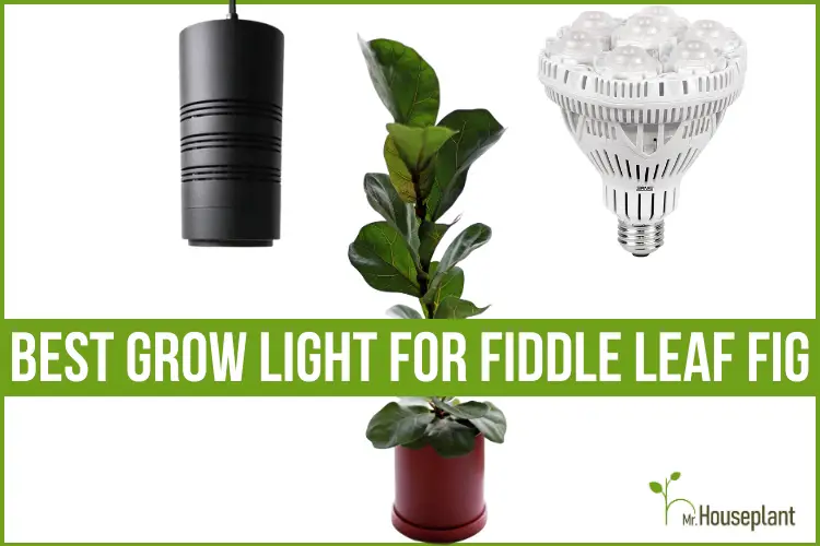 featured-grow light for fiddle leaf fig
