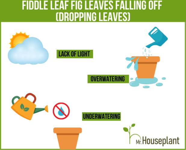 Reasons for Fiddle Leaf Fig leaves falling off