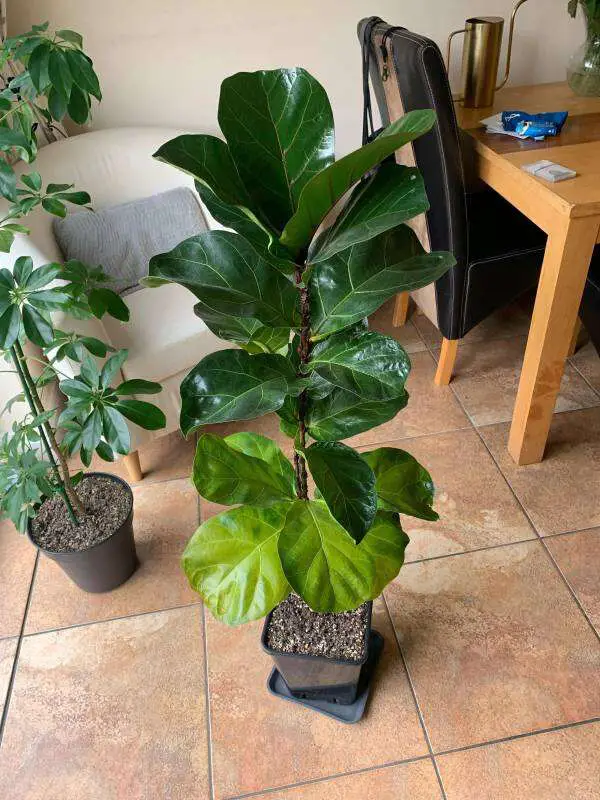 Fiddle Leaf Fig with its green leaves and a few yellowing leaves on the bottom