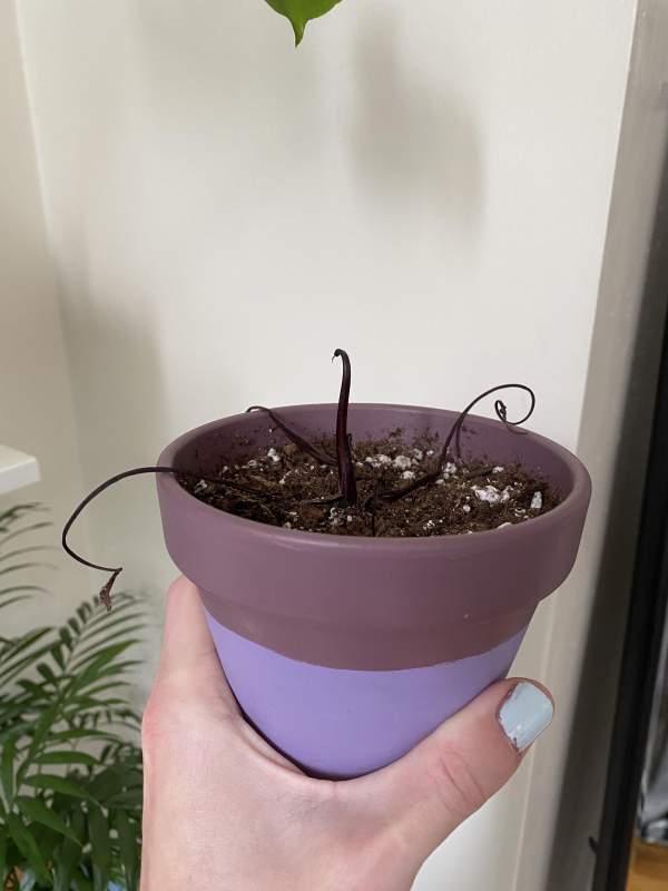 a hand is holding the purple flower pot with a plant that is turning brown