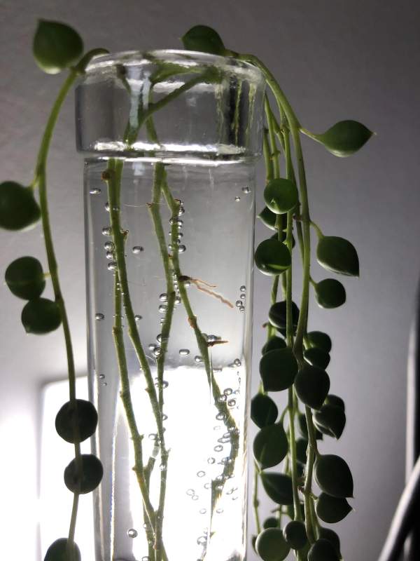 string of pearls propagation in water