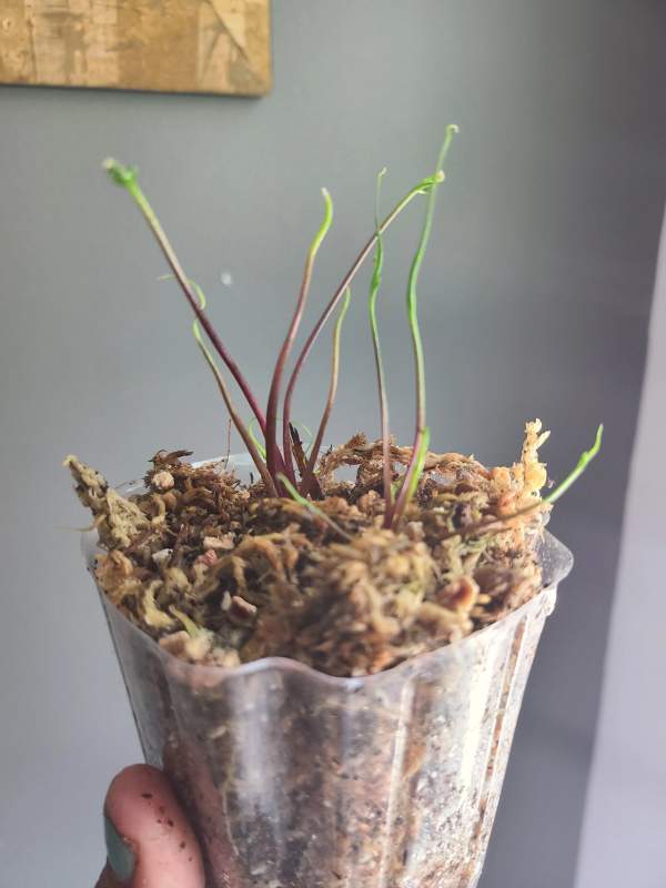 a hand is holding a young alocasia squid plant in its white pot