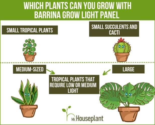 Small tropical plants and succulents and cacti, medim-sized and large tropical plants that require low or medium light are the plants that you can grow under Barrina grow light panel