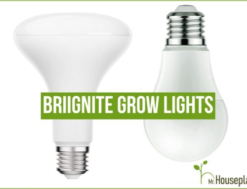 Briignite Grow Lights (June 2023)