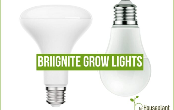 briignite grow light