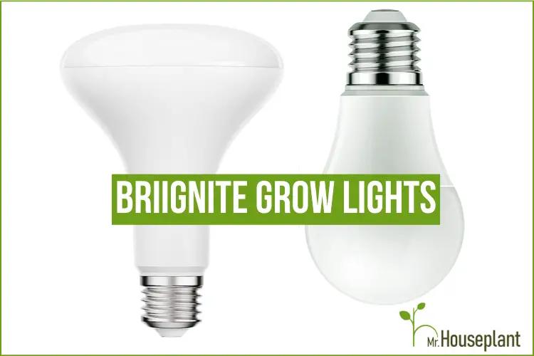 briignite grow light