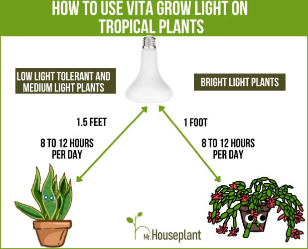 grow light on tropical plants