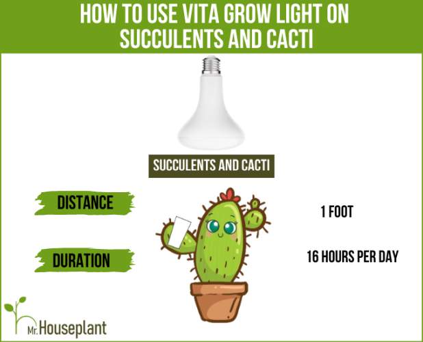 grow light on succulents and cacti