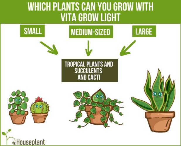 plants you can grow under vita grow light
