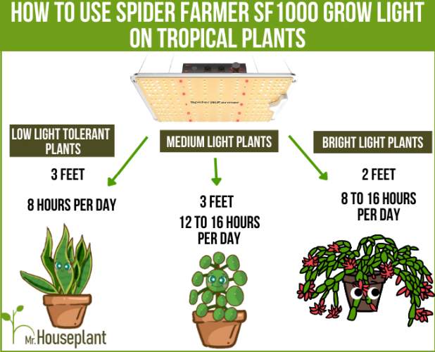 How to use SF1000 grow light on tropical plants