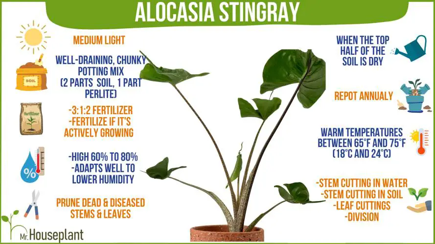 Alocasia Stingray care-1