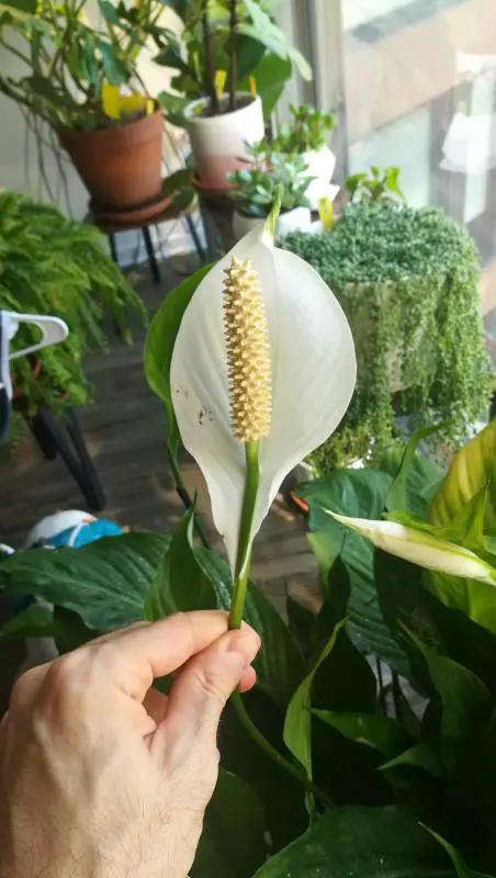 Peace Lily sensation blooming