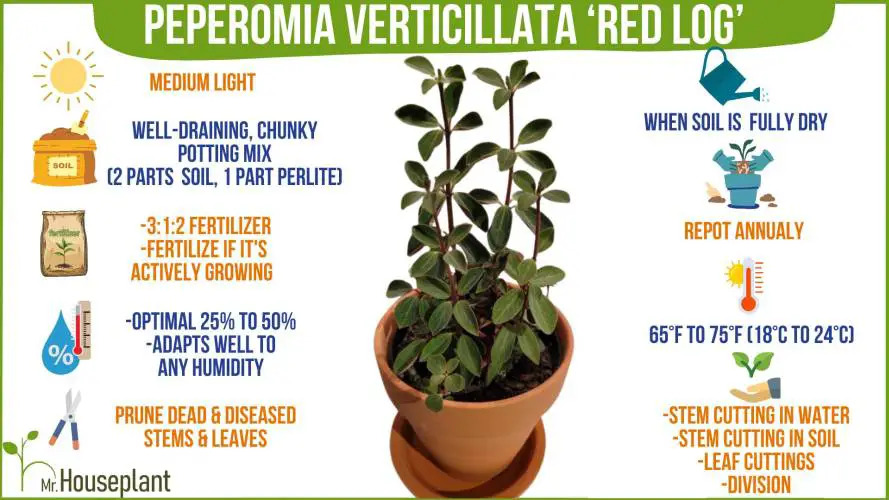 Peperomia Verticillata Red Log care