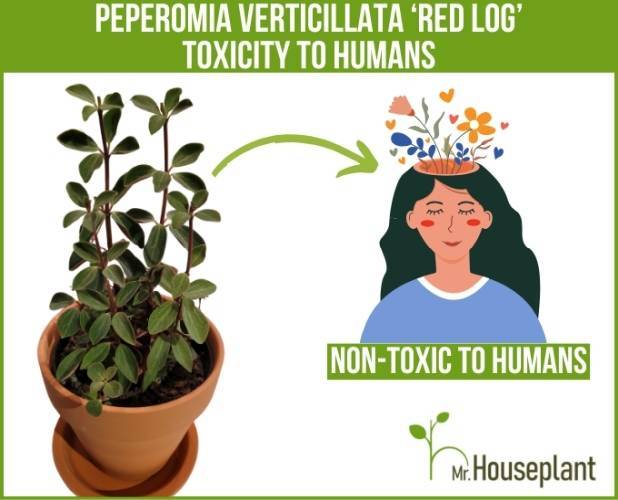 Red log toxicity to humans