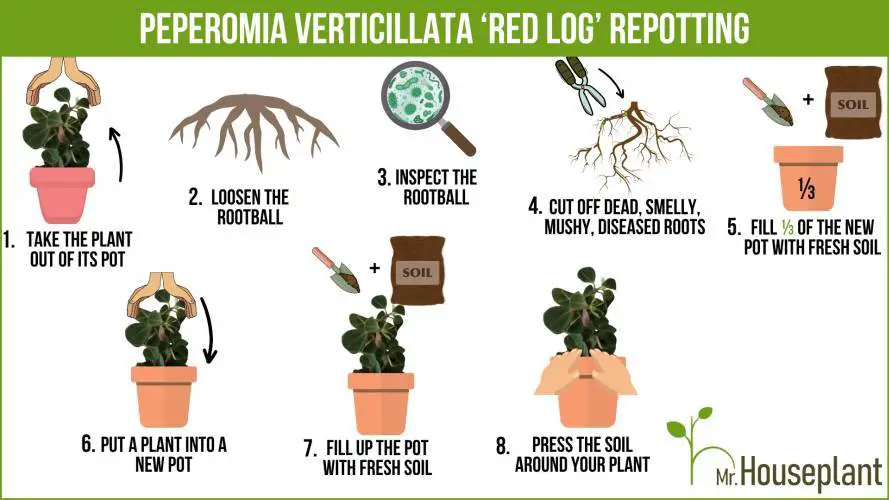 Peperomia Verticillata 'Red Log' repotting infographic