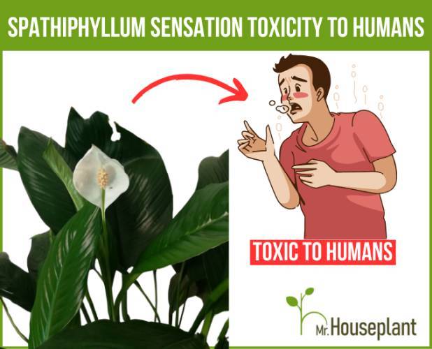 Sensation Peace lily Toxicity to Humans