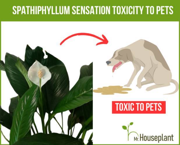 Sensation Peace lily Toxicity to pets
