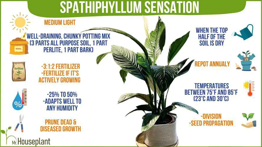 Spathiphyllum Sensation plant care-1