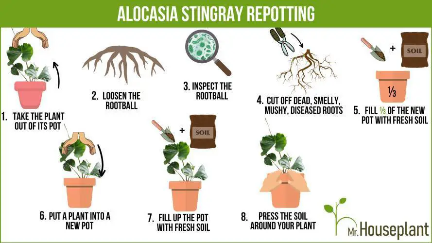 Stingray Alocasia repotting infographic