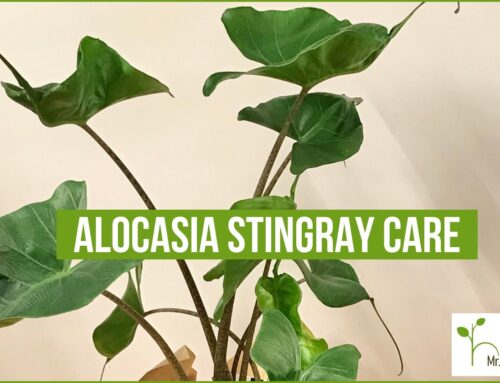 Alocasia Stingray Care