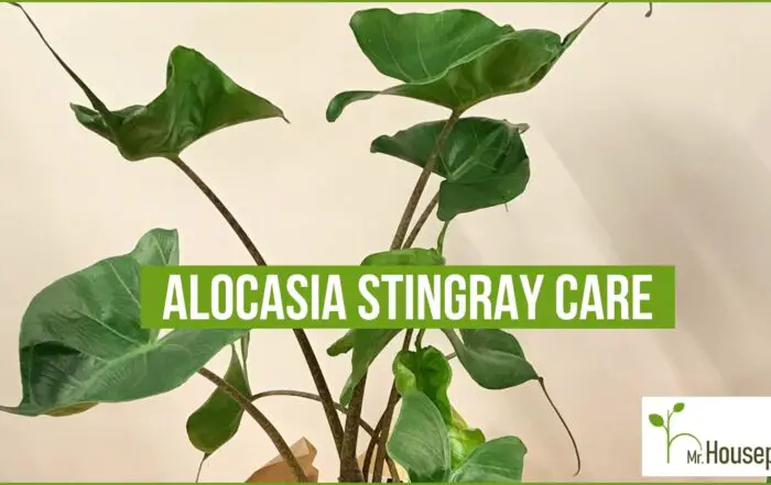featured-Alocasia Stingray-1640x840-3