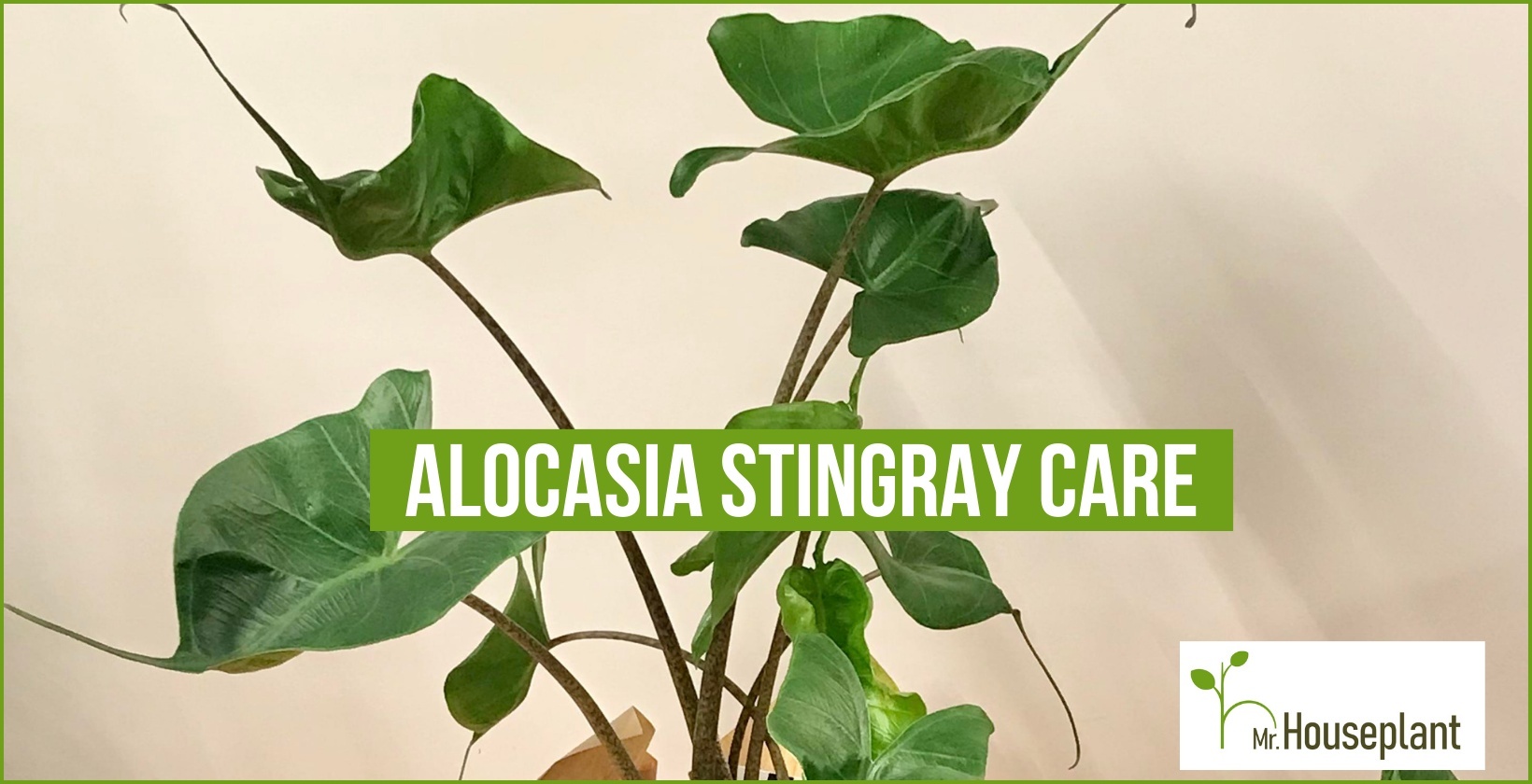 featured-Alocasia Stingray-1640x840-3