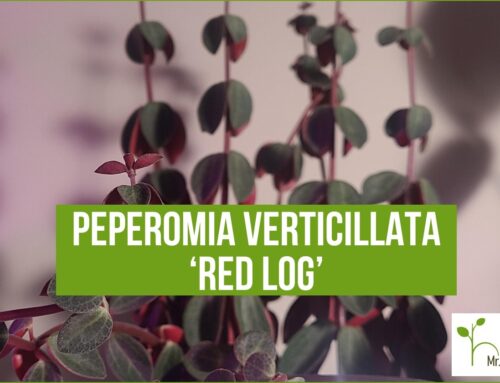 Peperomia Verticillata ‘Red Log’