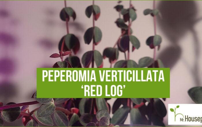 featured-Peperomia Verticillata-1640 x 840-1