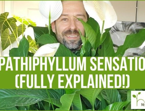 Spathiphyllum Sensation (FULLY Explained!)