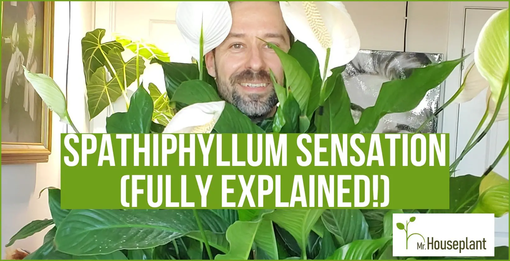 featured-Spathiphyllum Sensation-1640x840