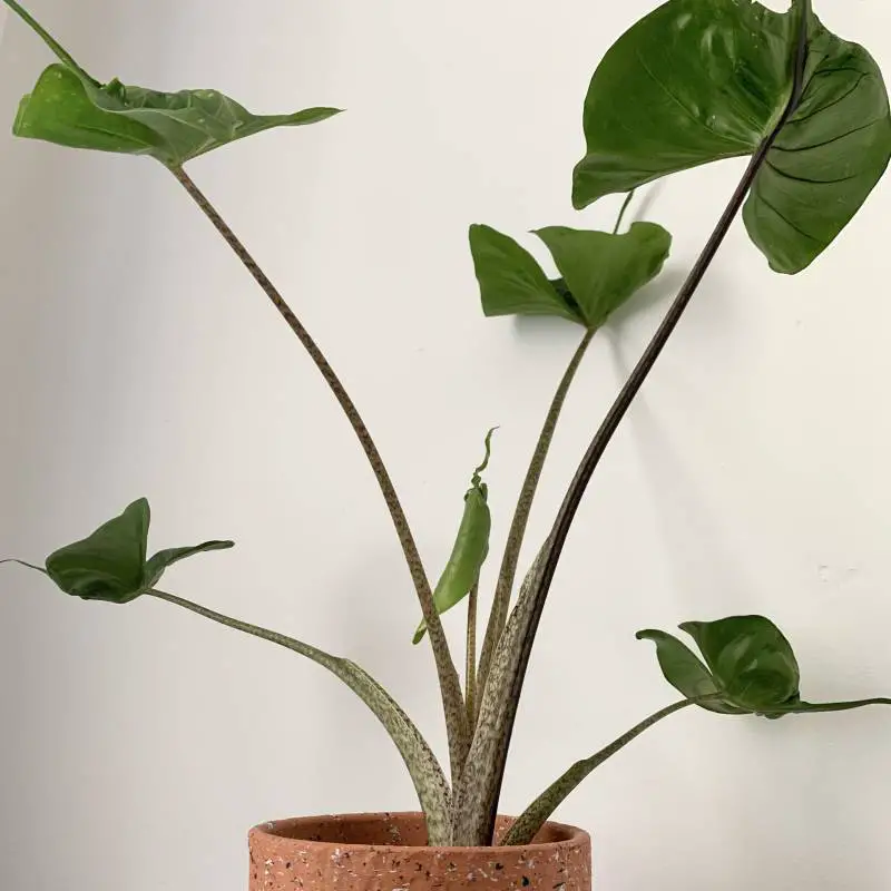 stingray alocasia plant