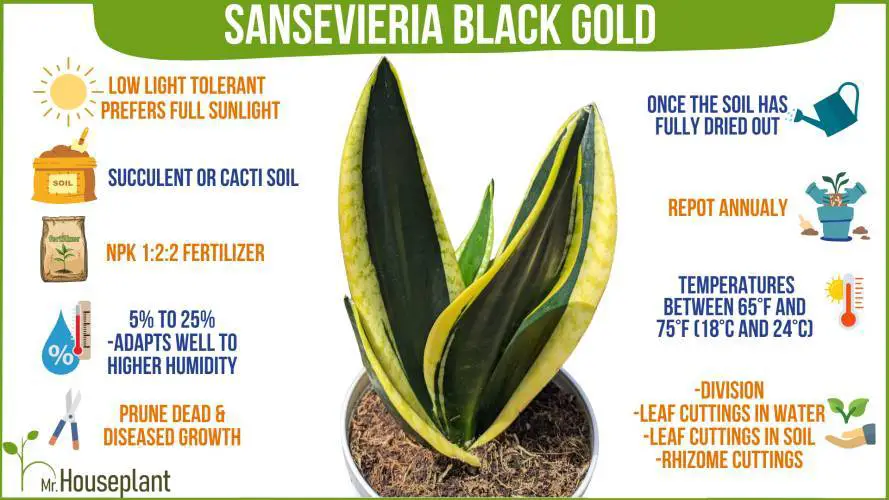 Black Gold Sansevieria care-1