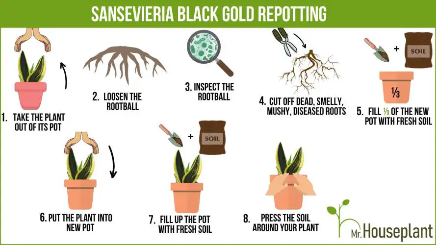 Black Gold Snake plant repotting