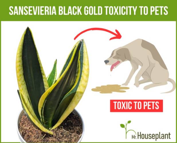 Sansevieria Black And Gold Toxicity To Pets