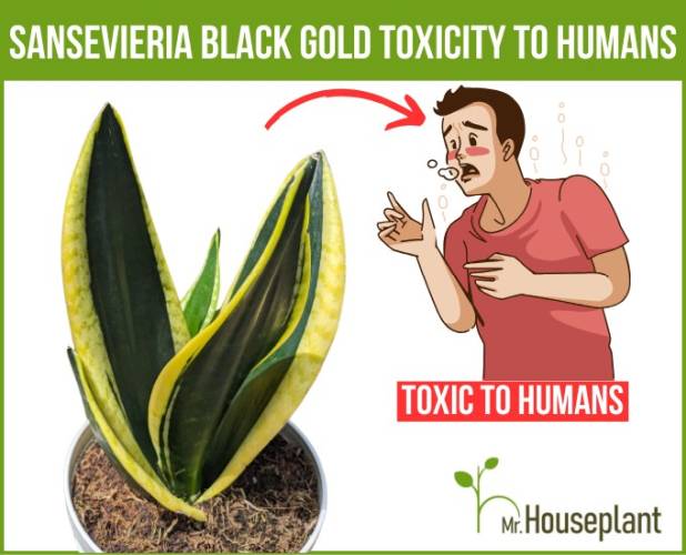 Snake Plant Black Gold Toxicity To Humans