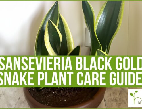 Sansevieria Black Gold (Snake Plant Care GUIDE!)