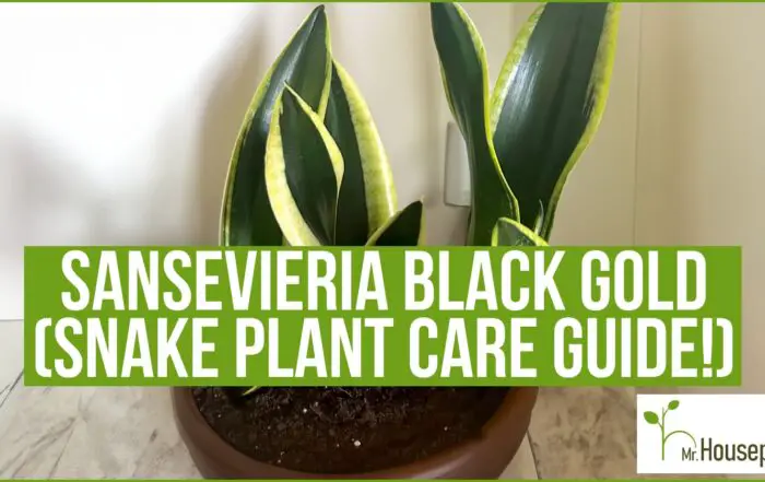 featured-Sansevieria Black Gold-1640x840-2