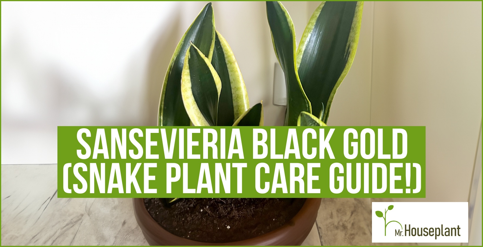 featured-Sansevieria Black Gold-1640x840-2